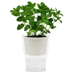 Raffy medium vaso autoinnaffiante per esterno e interno fiordaliso large bianco opaco e trasparente d17.3xh21.2 cm