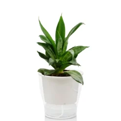 Raffy medium vaso autoinnaffiante per esterno e interno fiordaliso medium di bianco opaco e trasparente d17.3xh17 cm